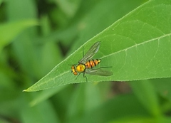 Condylostylus comatus