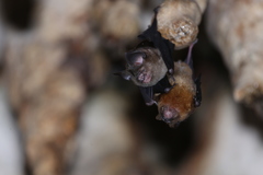 Hipposideros larvatus
