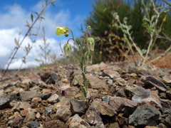 Emmenanthe penduliflora penduliflora