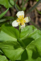 Caltha biflora