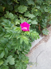 Rosa rugosa