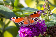 Aglais io