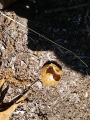 Amphibolips quercusinanis