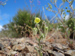 Emmenanthe penduliflora penduliflora