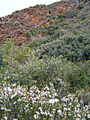 Eriocephalus punctulatus