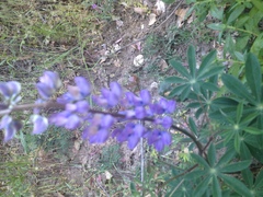 Lupinus affinis