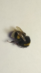 Bombus