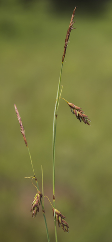 Carex limosa iNat (3)