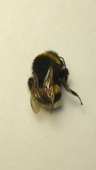 Bombus