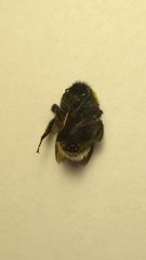 Bombus