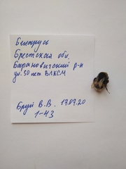 Bombus