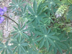 Lupinus affinis