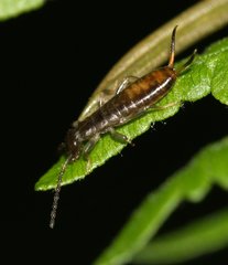 Apterygida albipennis