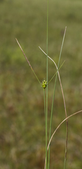 Carex oligosperma