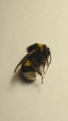 Bombus