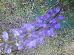 Lupinus affinis