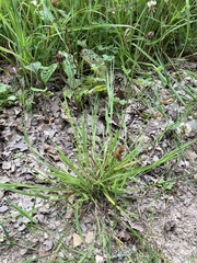 Carex leporina