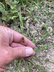 Carex leporina