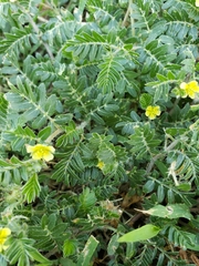 Tribulus terrestris