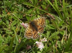 Melitaea diamina