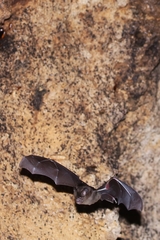 Hipposideros larvatus
