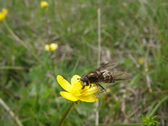 Dasysyrphus intrudens
