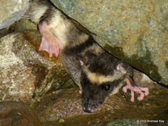 Water Opossum photo 2