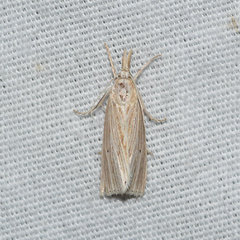 Diatraea