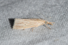 Diatraea