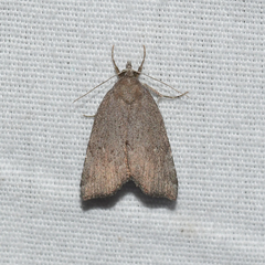 Cutina albopunctella