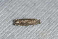 Epiblema minutana