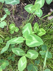 Trifolium pratense