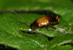 Phyllodromica maculata