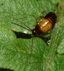 Phyllodromica maculata