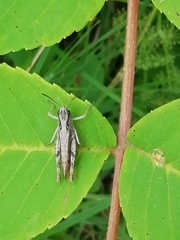 Chorthippus apricarius