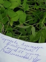 Chorthippus apricarius