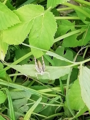 Chorthippus apricarius