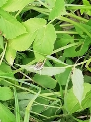 Chorthippus apricarius