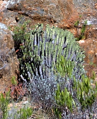 Anthacanthae