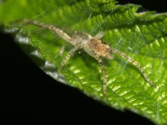 Anyphaena accentuata