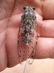 Cicada orni