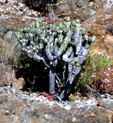 Anthacanthae
