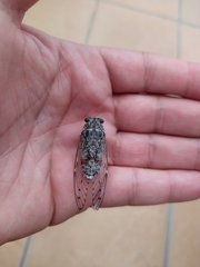 Cicada orni