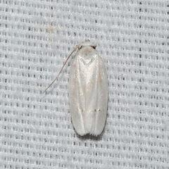 Antaeotricha albulella