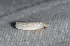 Antaeotricha albulella