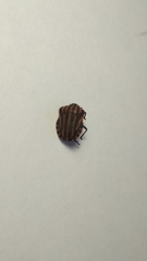 Graphosoma italicum italicum