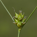 Few-seeded Sedge - Photo (c) aarongunnar, some rights reserved (CC BY), uploaded by aarongunnar