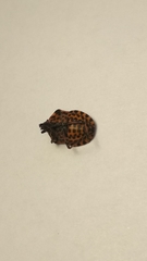 Graphosoma italicum italicum