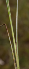 Carex oligosperma
