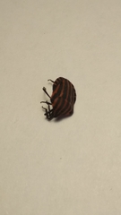 Graphosoma italicum italicum